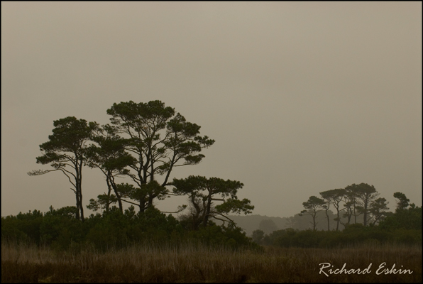 Chincoteague Marsh